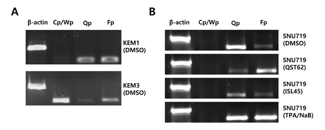 Effects of quercetin or isoliquiritigenin on frequency of use of EBV promoters.