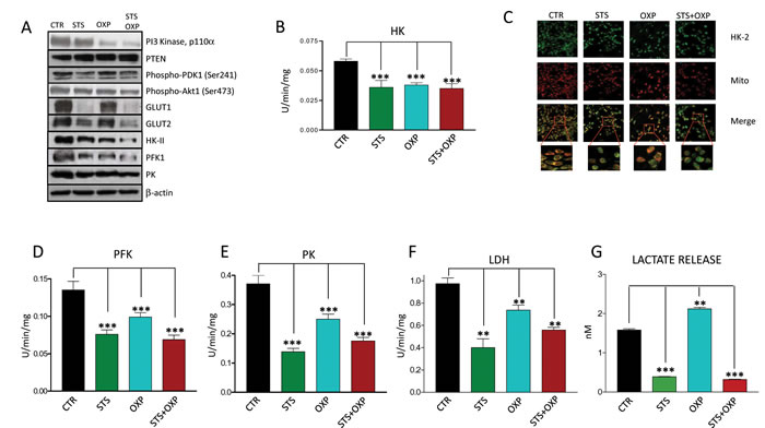 Effect of STS in combination with chemotherapy on growth and glucose metabolism pathways in colon carcinoma cells.