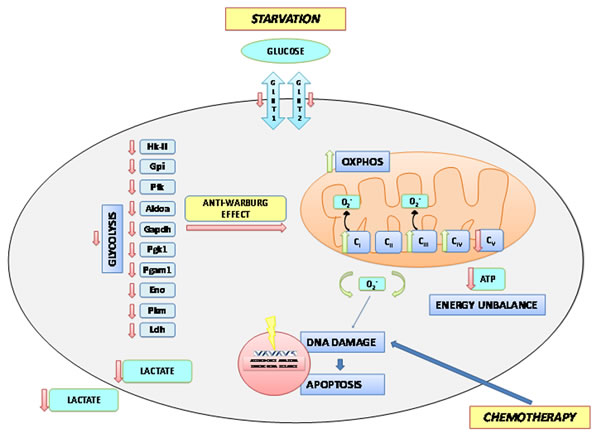 A Model of Short term starvation effects on the metabolism of the tumor cell.