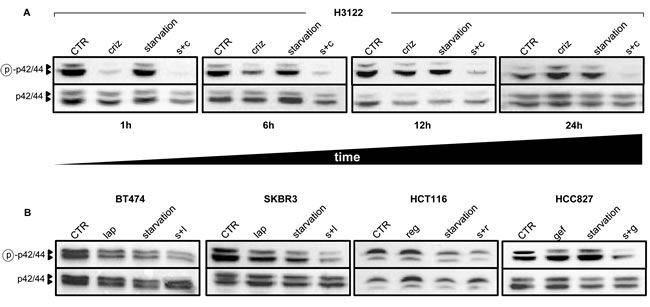 Starvation conditions enhance TKI-mediated inhibition of MAPK signaling.