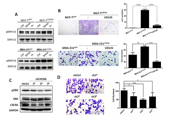 CXCL16/CXCR6 chemokine axis promotes cell invasion by ERK1/2 signalling dependant manner.
