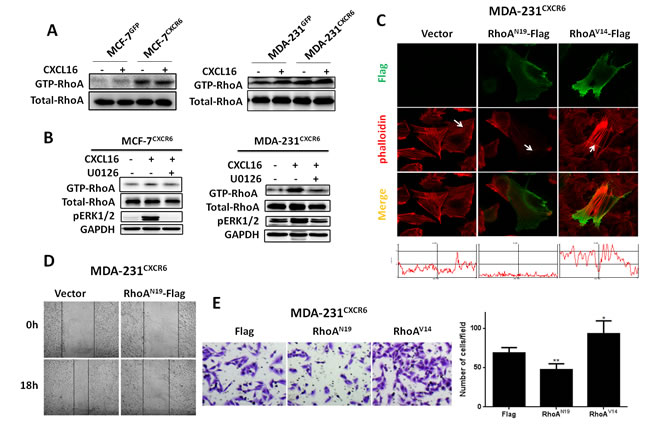 RhoA GTPase mediates F-actin assembly and BC cell migration and invasion.