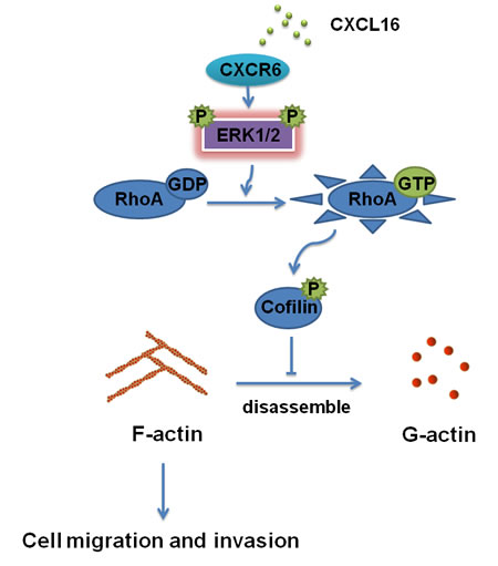 Schematic diagram showing a novel regulatory mechanism for CXCL16/CXCR6 chemokine axis -induced BC progression.