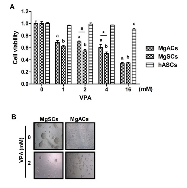 VPA decreased the cell viability of MgSCs and MgACs.