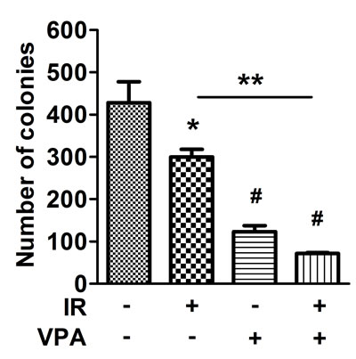 Effects of VPA and irradiation on colony formation of MgSCs.