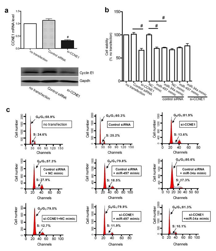 CCNE1 knockdown affected the miR-497 and miR-34a induced inhibition of proliferation.