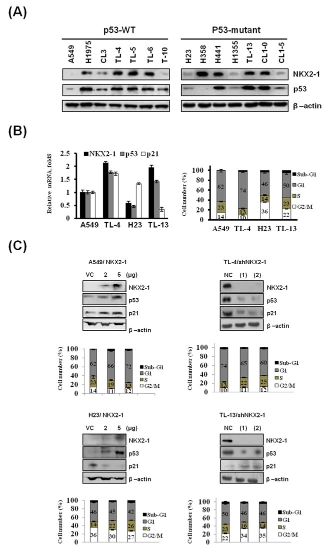 Correlation of NKX2-1 expression with p53 and p21 expression to modulate the distribution of cell cycle phase in p53-WT and -mutant lung adenocarcinoma cells.