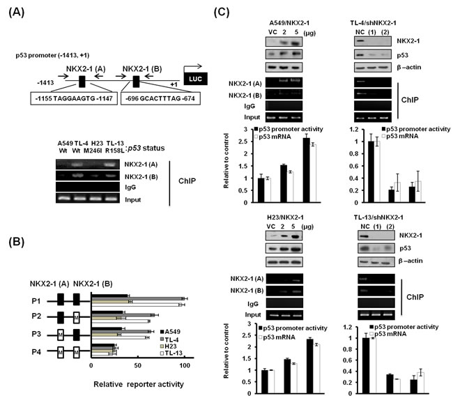 NKX2-1 directly regulates p53 transcription, regardless of p53 status.