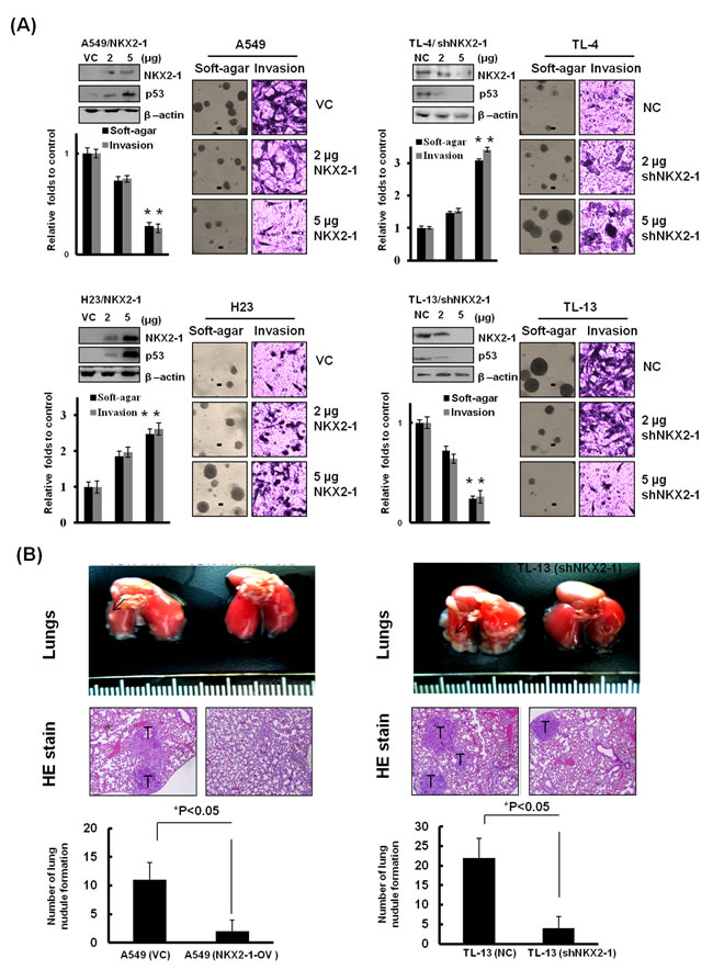 NKX2-1-mediated p53 attenuates soft-agar growth, invasiveness, and xenograft tumor formation.