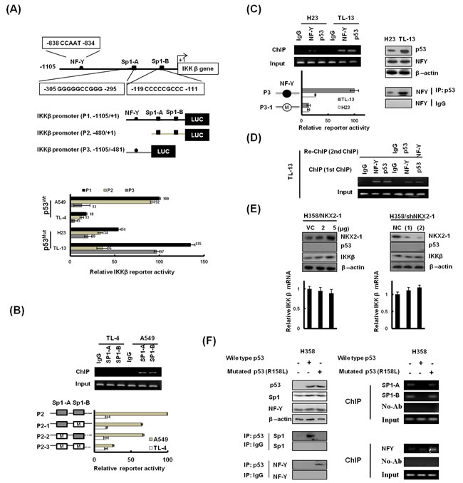 IKK&#x3b2; expression modulated by NKX2-1-mediated p53 at transcriptional level is dependent on p53 status.