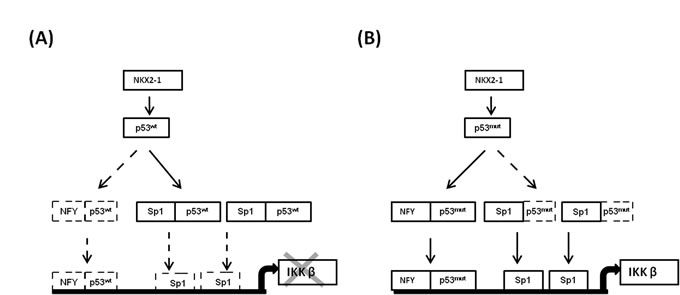 The possible mechanism of the NKX2-1/p53 axis on regulation of IKK&#x3b2; transcription via modulating Sp1 and NF-Y binding to IKK&#x3b2; promoter.