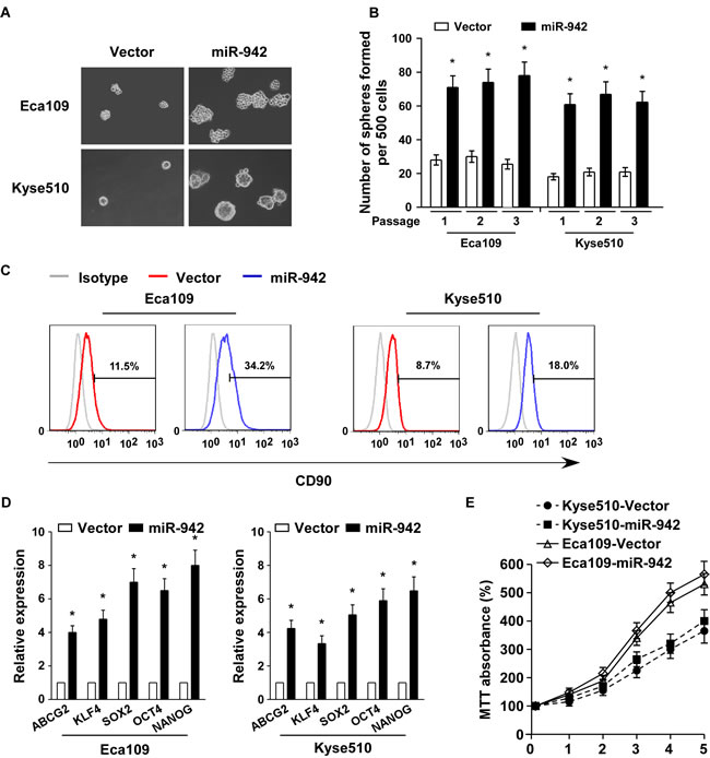 miR-942 overexpression promotes cancer stem-like traits in ESCC.
