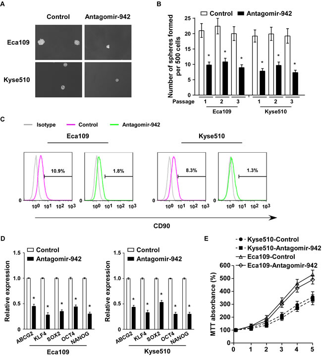 miR-942 inhibition reduces stem cell-like traits in ESCC.