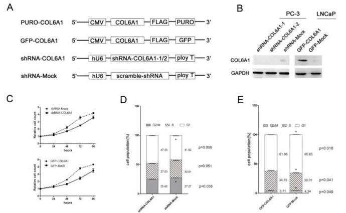 COL6A1 could decrease cell proliferation in prostate cancer cells.