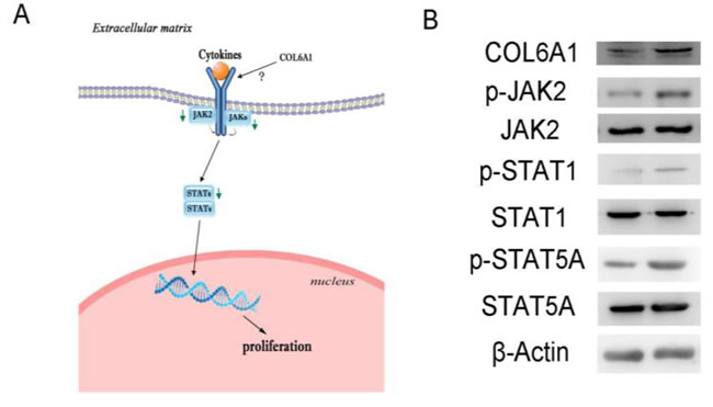 Signal pathway alterations were examined by protein microarray.