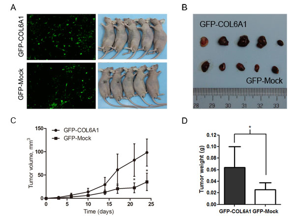 Overexpression of COL6A1 promoted tumor growth in nude mice.