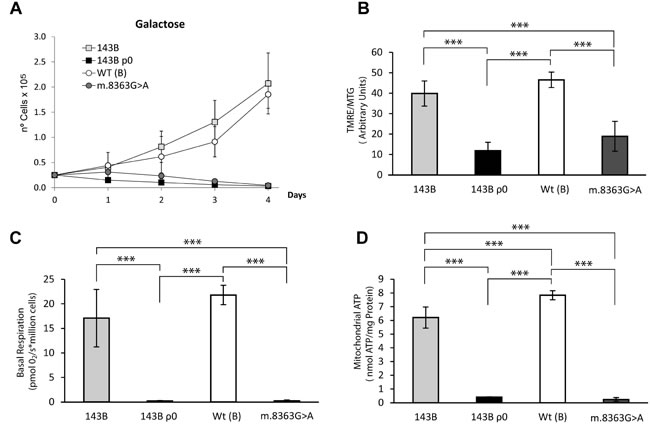 OXPHOS functional characterization of the different cell lines.