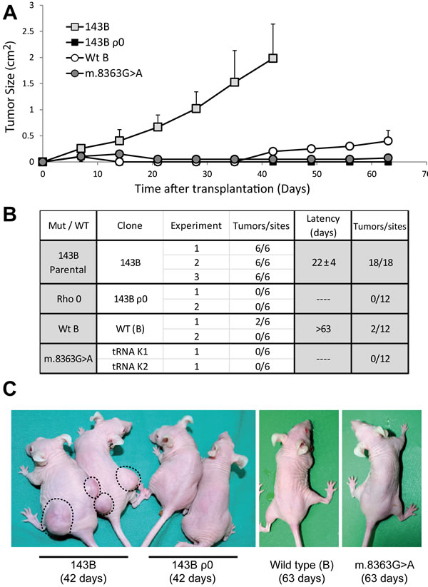 The 143B osteosarcoma cell line exerts its tumorigenic potential through the mild mutation m.6267G&gt;A.