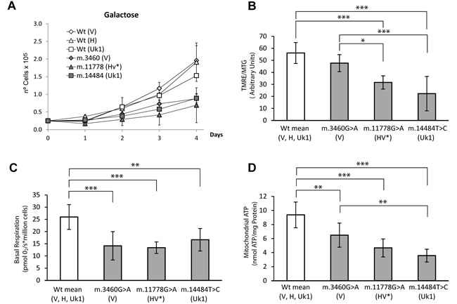 Functional characterization of the different LHON cybrid cell lines and their controls.