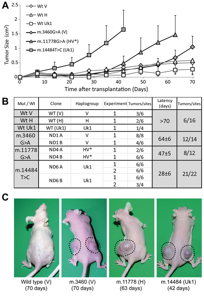 Mild mtDNA mutations are required for tumorigenicity.