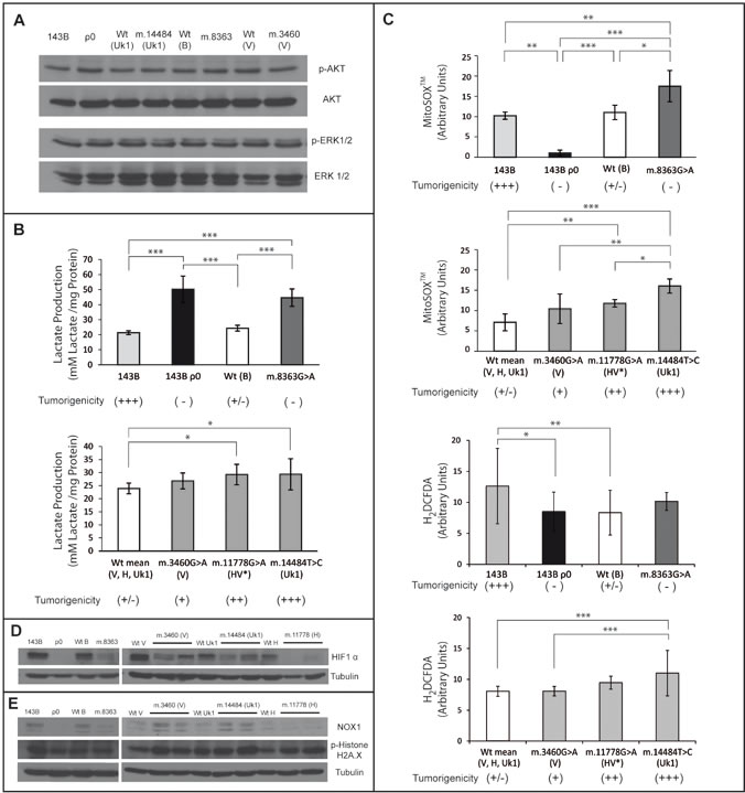 Mitochondrial mediated tumorigenicity acts through multiples pathways.