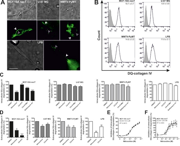 Nitroxoline impairs DQ-collagen IV degradation in transformed and tumor cells.