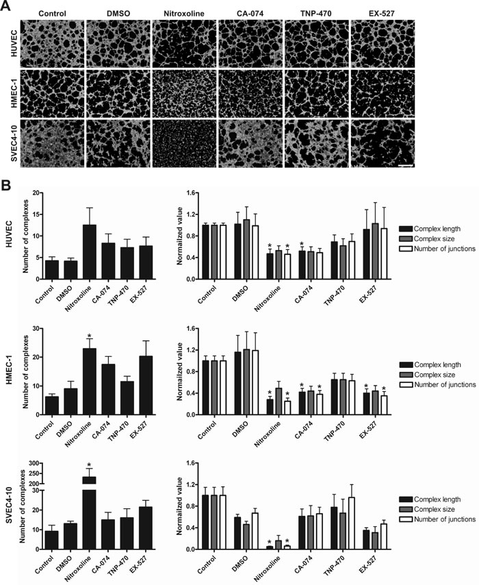 Treatment with nitroxoline impairs endothelial cell tube formation.