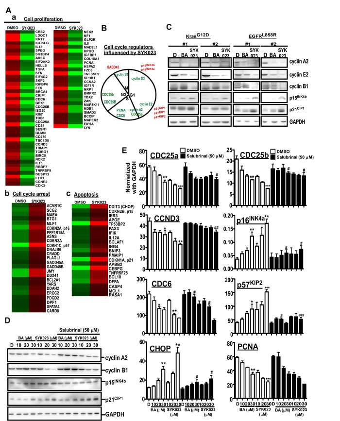 Gene expression profile altered by SYK023-induced ER stress.
