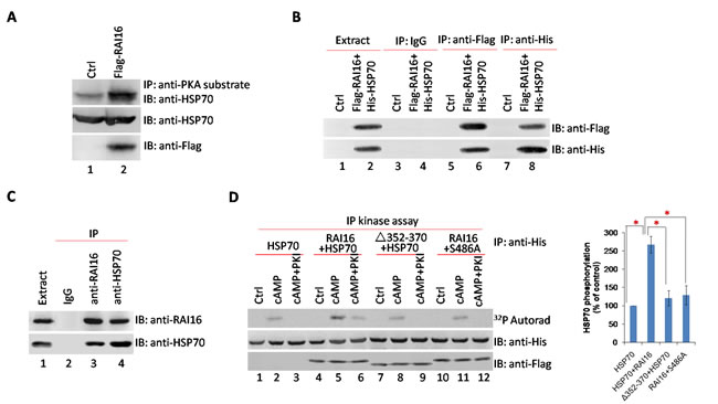 RAI16 mediates PKA phosphorylation of HSP70.