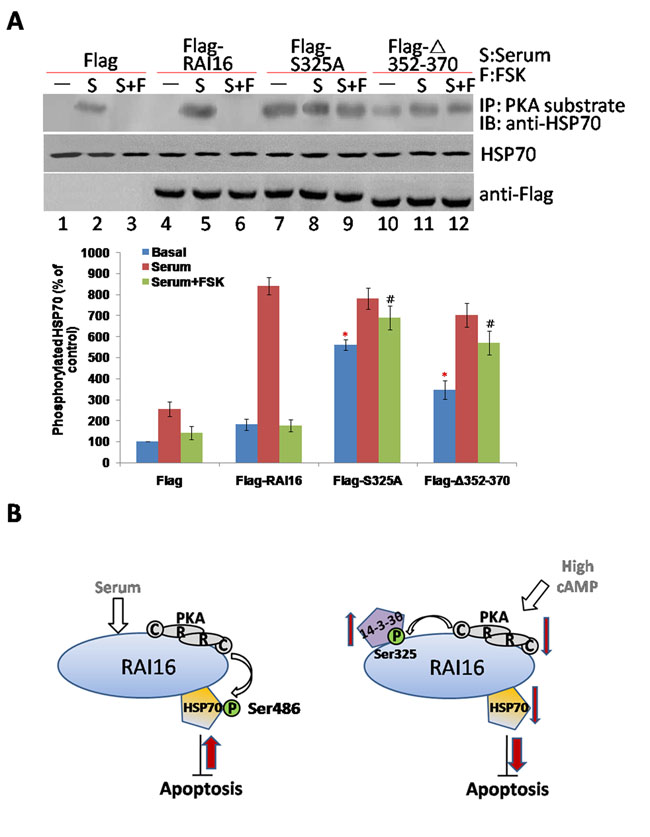 14-3-3&#x3b8; inhibits RAI16 medicated PKA phosphorylation of HSP70.