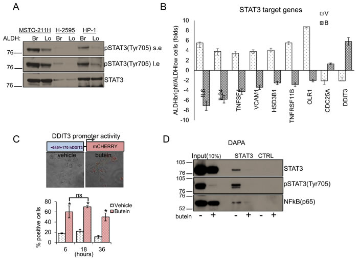 STAT3 inhibition underlies the effect of Butein on the DDIT3 levels.