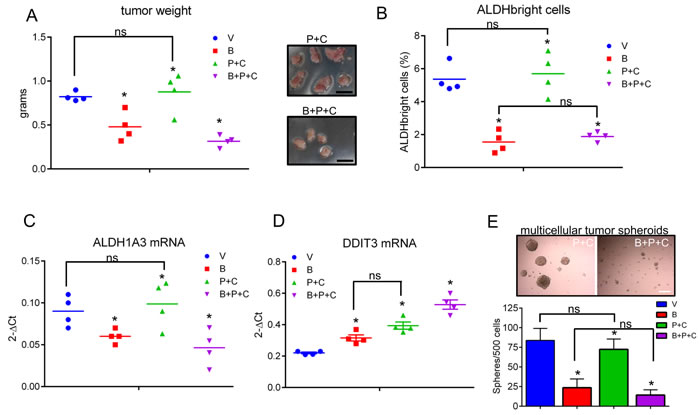 Butein treatment affects the ALDH