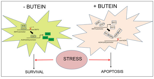 Proposed working model.