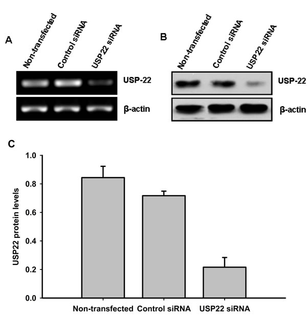 siRNA silencing of USP22.