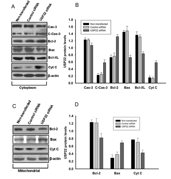 USP22 gene silencing induces mitochondrial apoptosis in HepG2 cells.