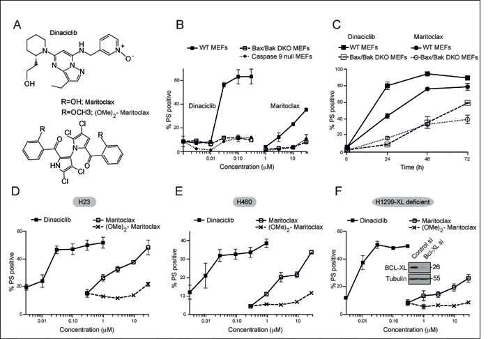 Dinaciclib and maritoclax induce apoptosis in a Bax/Bak- and caspase-9-dependent manner, and in MCL-1-dependent cell lines.