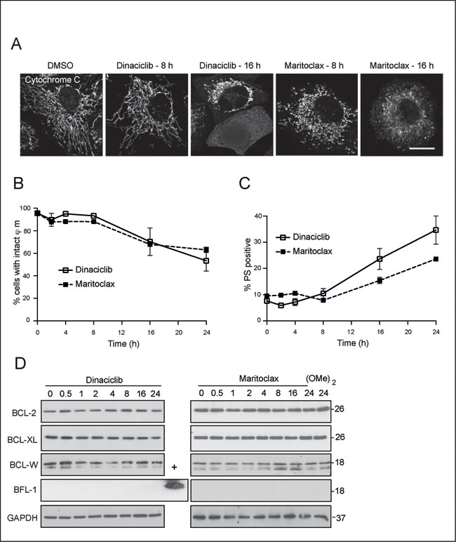 Dinaciclib and maritoclax exert their effects upstream of cytochrome c release and loss in mitochondrial membrane potential.