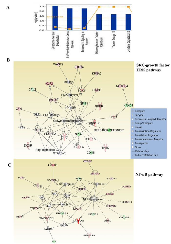 Ingenuity pathway analysis of genes differentially expressed in 231-BR cells.