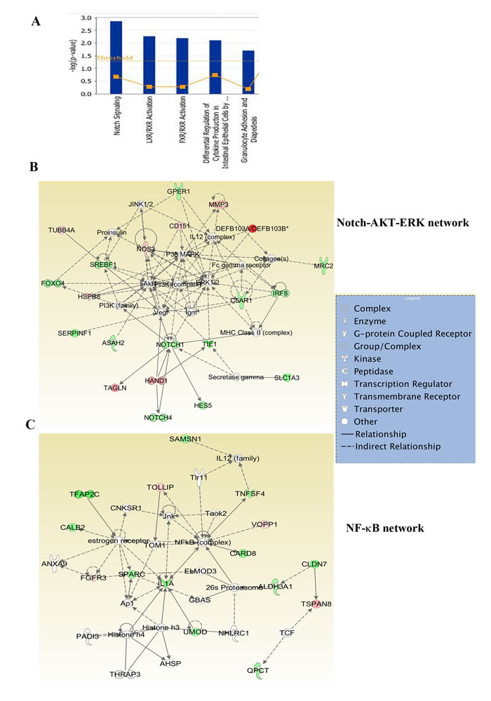 Ingenuity pathway analysis of genes differentially expressed in ADMD-231 cells.