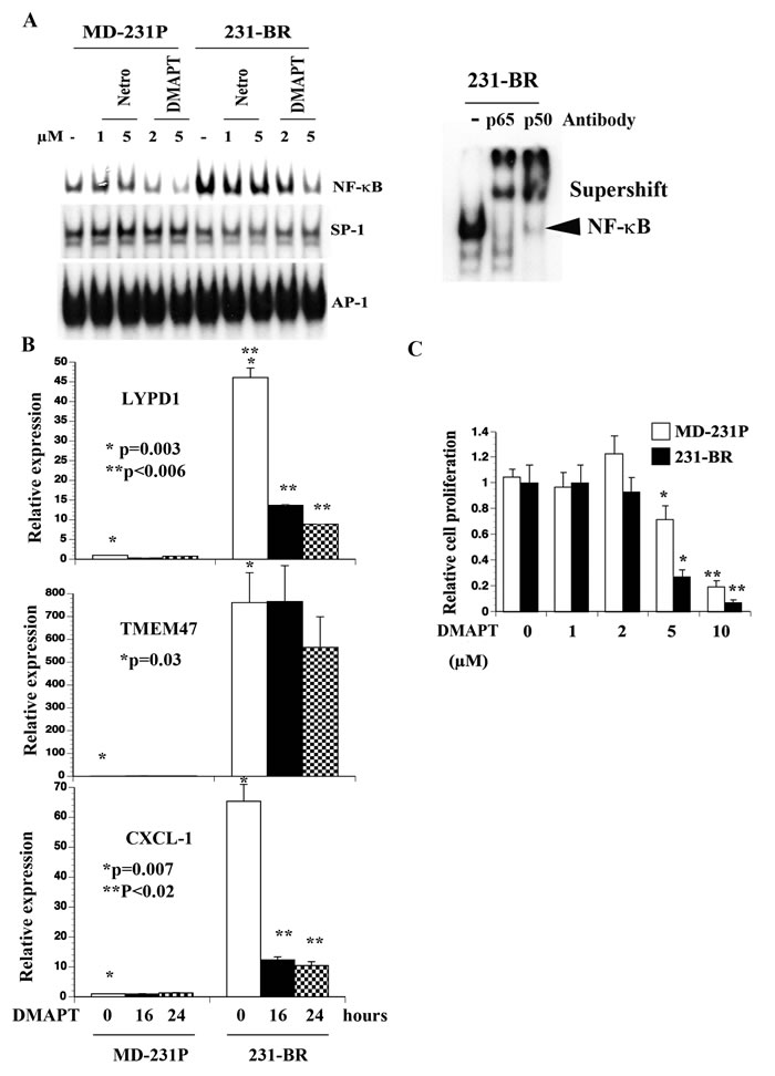 Elevated NF-&#x3ba;B activity in 231-BR cells compared with parental cells.