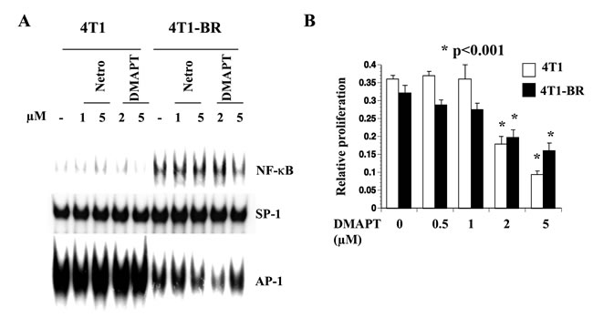 4T1-BR cells displayed elevated NF-&#x3ba;B activity compared with 4T1 cells.