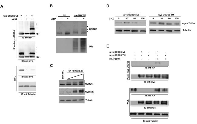 FBXW7 increases CCDC6 turnover via increasing CCDC6 ubiquitination.