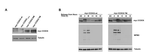 CCDC6 turnover is impaired by mutations in the phosphoresidues of the CCDC6 degron motifs recognized by FBXW7.