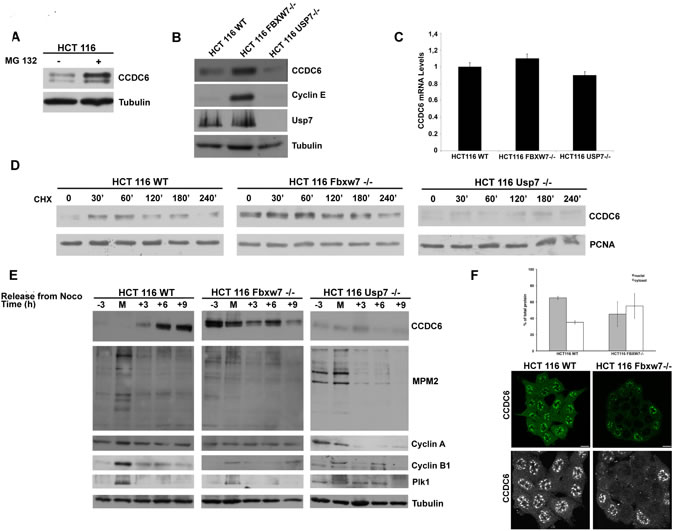 FBXW7 deficiency leads to CCDC6 stabilization and affects CCDC6 turnover rate.