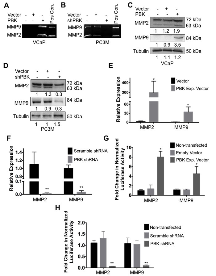 PBK modulates expression of metalloproteinases MMP-2 and MMP-9.