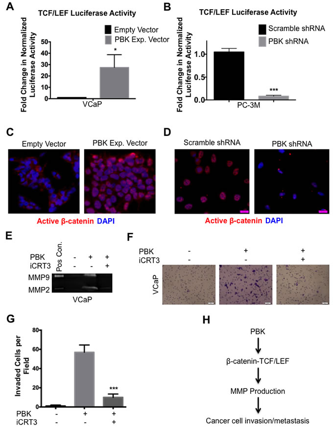 &#x3b2;-catenin/TCF/LEF signaling mediates PBK-dependent invasion in prostate cancer cells.