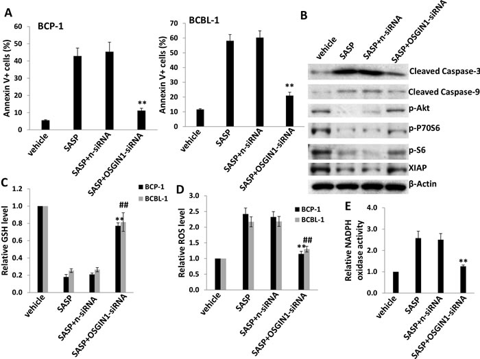 xCT inhibition induces KSHV-infected PEL cell apoptosis potentially through upregulation of OSGIN1.