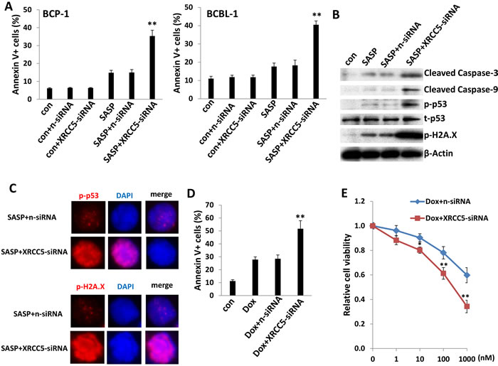Targeting XRCC5 impairs DNA-damage repair abilities of PEL cells and promotes chemicals-induced apoptosis.