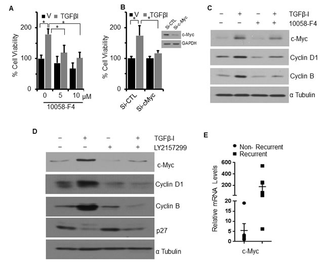 TGF&#x3b2;-I induced proliferation and cell cycle is mediated through c-Myc.