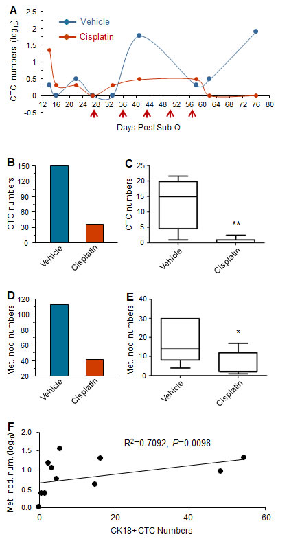 Cisplatin suppresses tumor metastases in GA0087 mice.